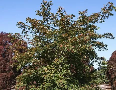Acer pseudosieboldianum North Wind
